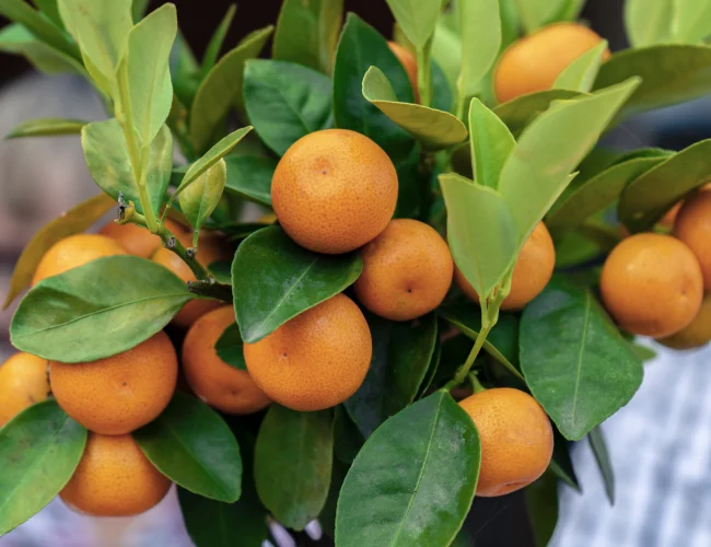 selective-focus-shot-bunch-citrus-calamondin 1 vfv
